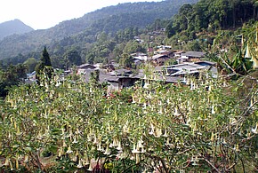 image-7213